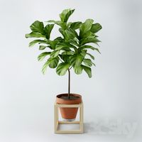 Ficus lyrata / ficus lyrata