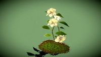 Camelia Sinensis