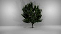Tree-1