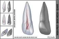 Human Upper Left Central Incisor Tooth With Pulp Cavity