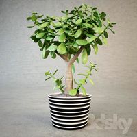 The Money Tree