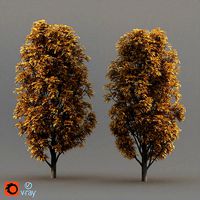 Fraxinus Nigra
