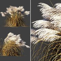Miscanthus Sinensis dry