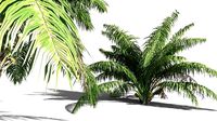 EVERYPlant Seashore Palm 01 -- 9 Models
