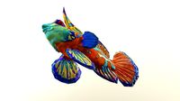 Mandarin fish