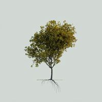 Maple Acer platanoides 001