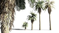EVERYPlant Date Palm 19 -- 10 Models