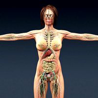 Female Body