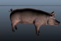 3d Pig Model