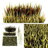 Grass