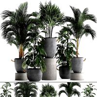 Collection Exotic plants 408