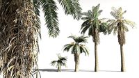 EVERYPlant Date Palm 17 -- 10 Models