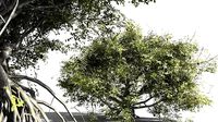 EVERYPlant Red Mangrove 19 -- 7 Models