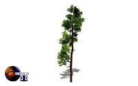 Cedar tree lowpoly 3d model