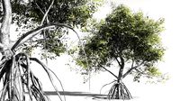 EVERYPlant Red Mangrove 18 -- 7 Models