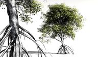 EVERYPlant Red Mangrove 13 -- 7 Models