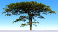 Large hero tree v1