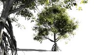EVERYPlant Red Mangrove 11 -- 7 Models