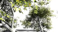 EVERYPlant Red Mangrove 10 -- 7 Models