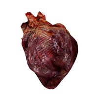 Human Heart