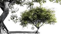 EVERYPlant Red Mangrove 08 -- 7 Models