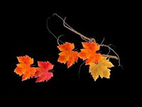 maple autumn leaves branches