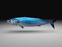 Mackerel fish little tuna 3d model