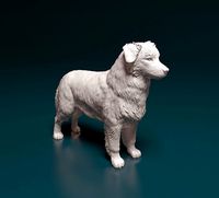 Australian Shepherd | 3D