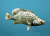 Humpback Grouper