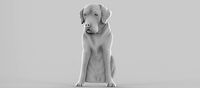 labrador dog | 3D