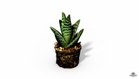 Gasteria Cactus Plant - Photoscanned PBR - Extended License