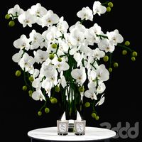White Orchids and Candles