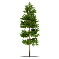 Pine 3D Model