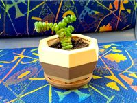Multicoloured Succulent Planter