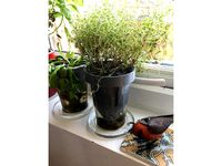 Self-Watering Yoghurt Pot Planter