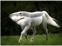 Shark horse