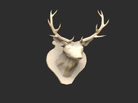 Mounted Deer Head
