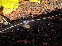 Electric fence wire support