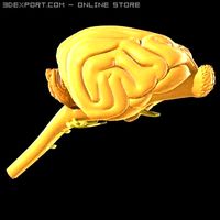 Dog brain 3D Model