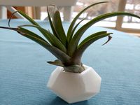 Air Plant Vases