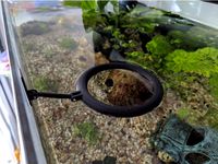 Floating fish feeding ring