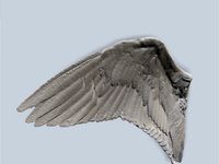 Long Billed Curlew Wing