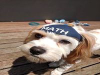 Andrew Yang MATH dog hat/helmet
