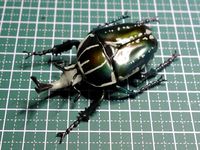 Mecynorhina polyphemus