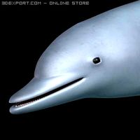 Dolphin 3D Model