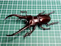 Cyclommatus Imperator