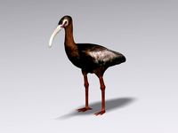White faced ibis 3D Model