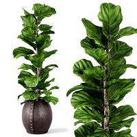 Ficus Lyrata 2