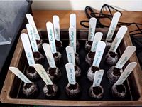 Small Jiffy Plug Holder for 1/2 Seed Tray