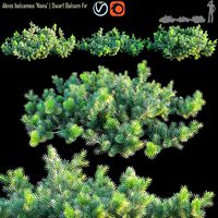 Abies balsamea  Dwarf balsam fir